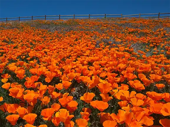 Photograph of beautiful orange, poppy blooms at Antelope Valley, California Poppy Reserve, Lancaster, CA.